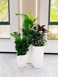 畅享宁波江北植物出租，邂逅自然之美